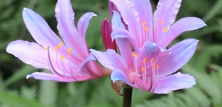 💗 Naked Ladies Pink – Lot of 5 Lycoris squamigera Surprise / Resurrection Lily