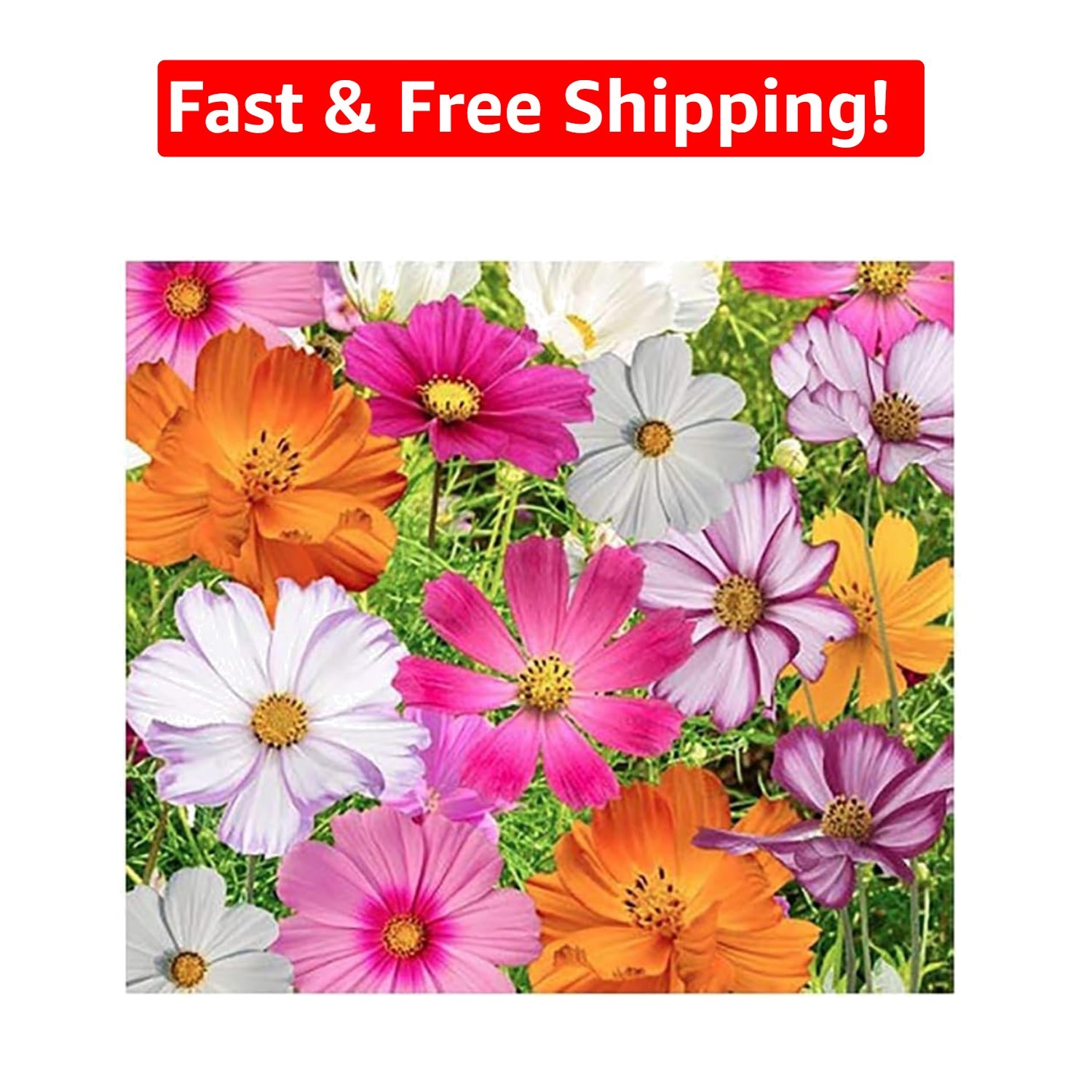 Cosmos Flower Seeds – 11 Varieties, Long Blooming Period, Low Maintenance