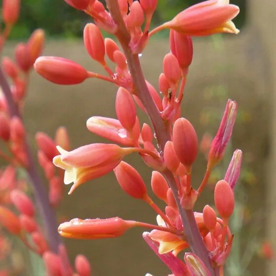 Red Yucca, Coral Yucca, Hummingbird Yucca – 40 Seeds 2024 – USA