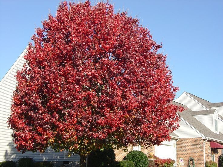 European Pear Tree | Premium Seeds | Pyrus communis ‘Spring’ | Plants’®
