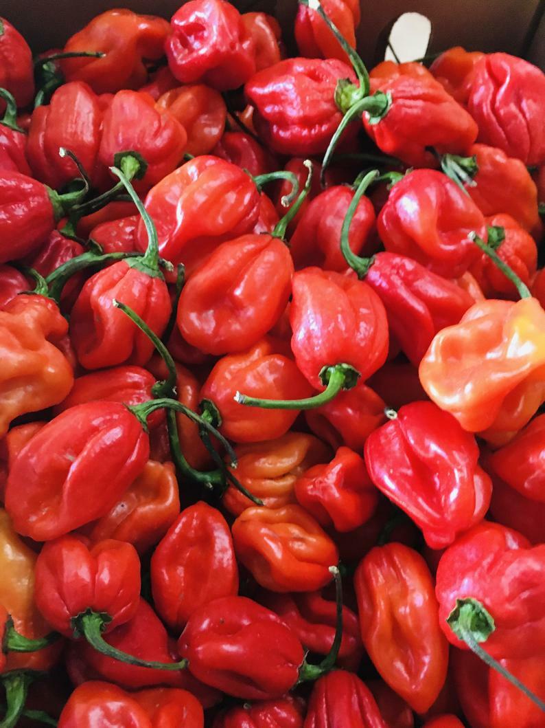 CARRIBEAN RED HABANERO PEPPER SEEDS NON-GMO