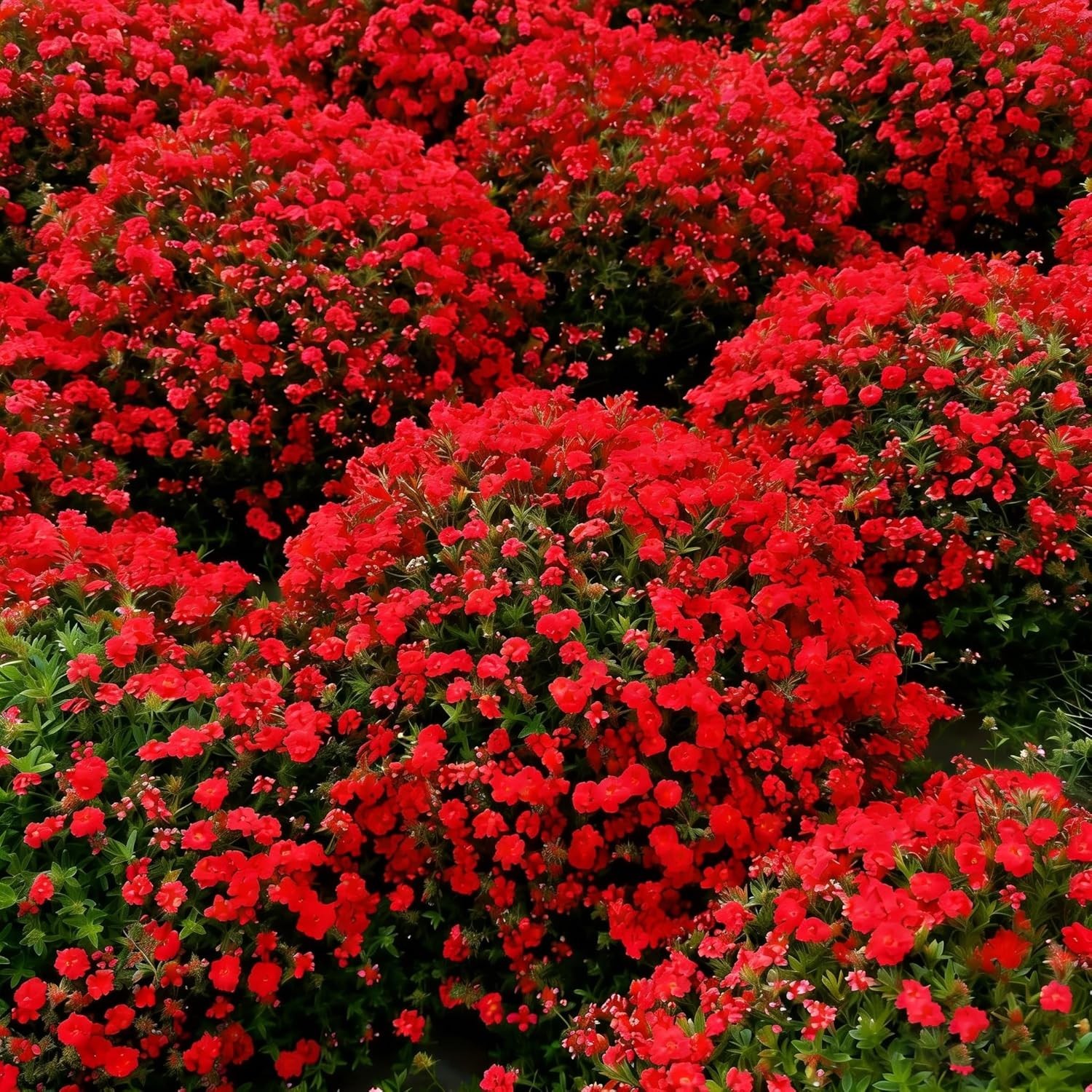 Red Creeping Thyme Flower Seeds for Planting, 20010+pcs Perennial Creeping Wild