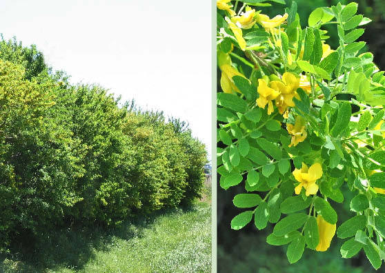 Siberian Pea Tree, Caragana arborescens, Seeds (Hardy, Fragrant, Hedge)