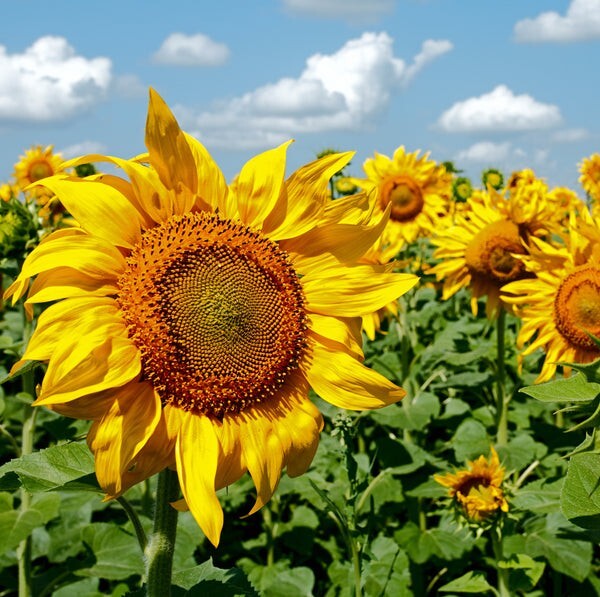 Mammoth Sunflower Seeds | Non-GMO | Heirloom | 15 Fresh Garden Seeds