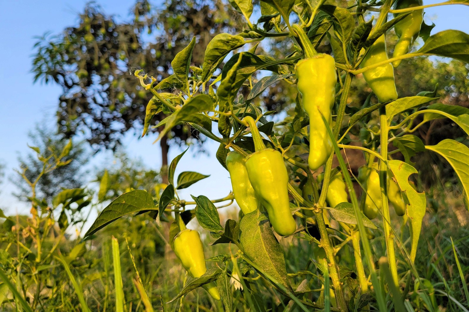 75 CUBANELLE PEPPER (Italian Sweets Banana Italian Frying Capsicum Veggie Seeds