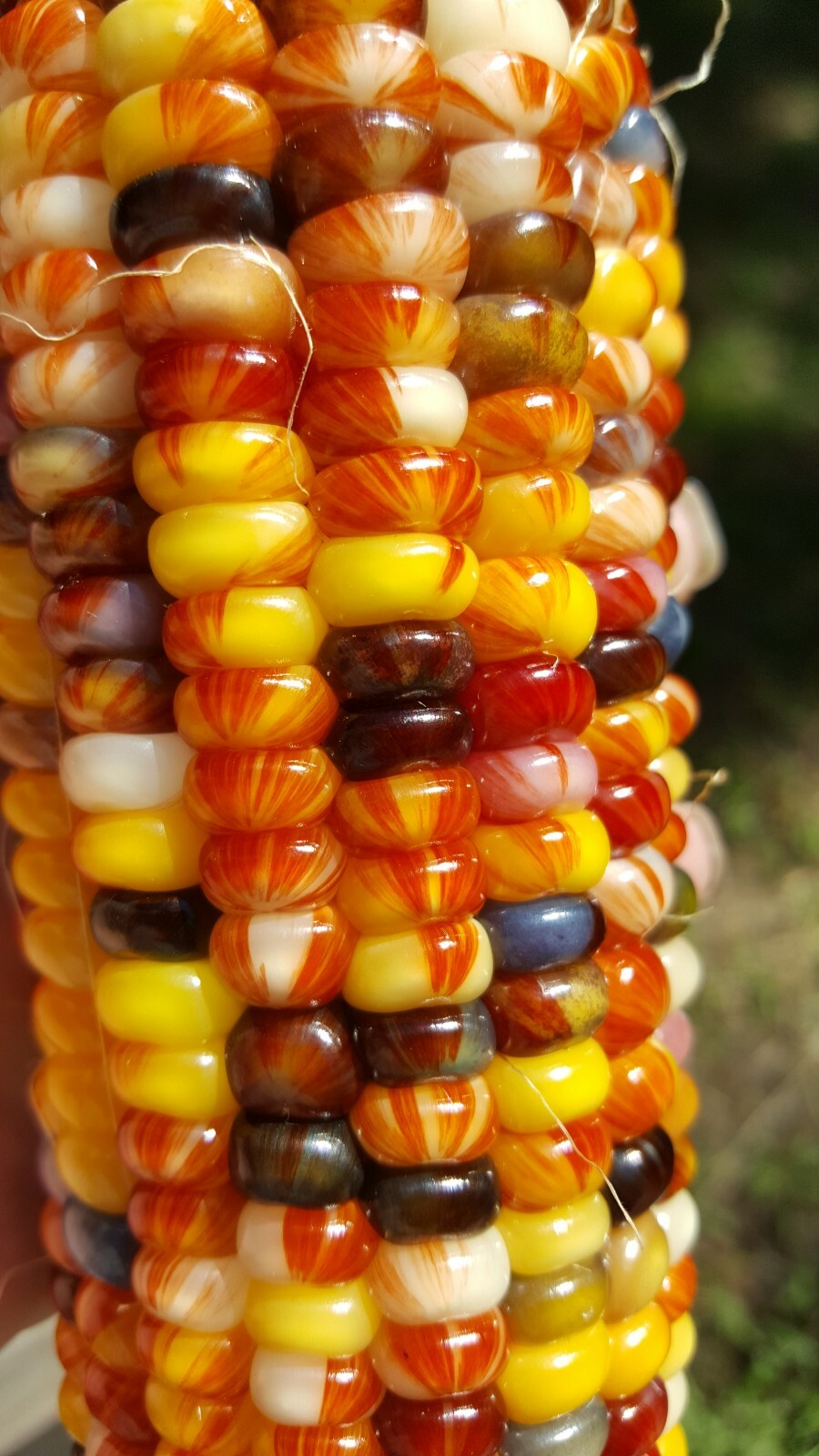 Rare Giant Indian Corn Seeds X50!Colorful Massive Ears,Ornamental! Easy To Grow!