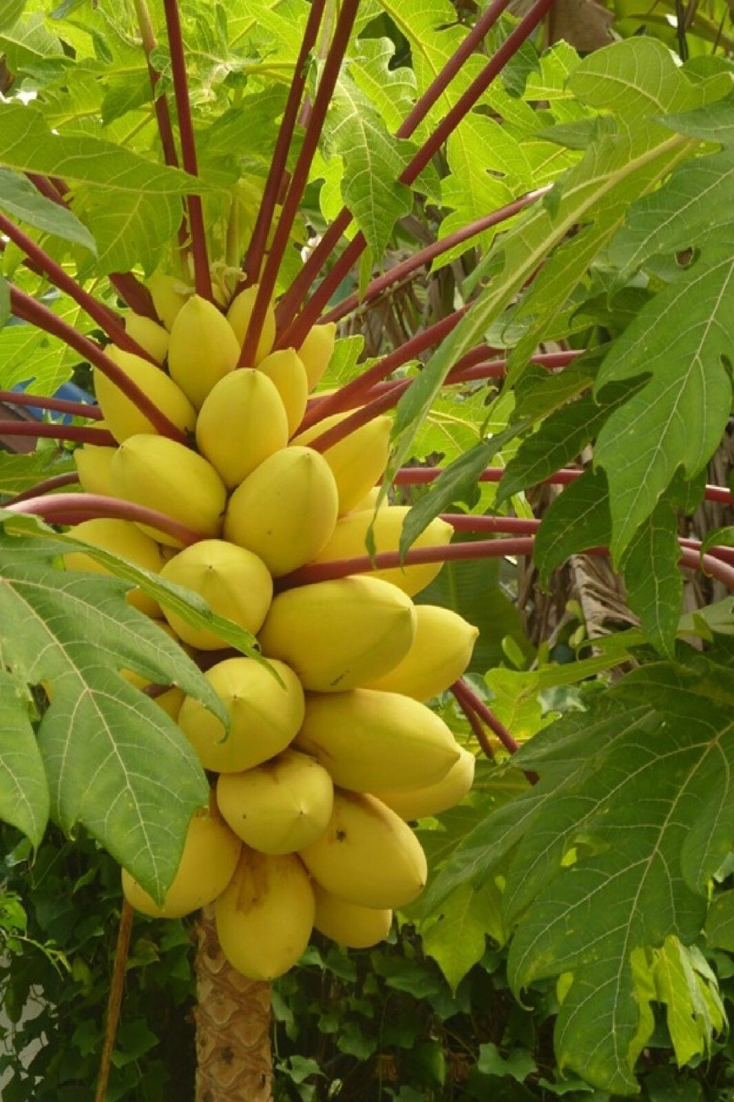 25+ Hortus Gold Papaya Seeds for Garden Planting – USA – FAST SHIPPING!