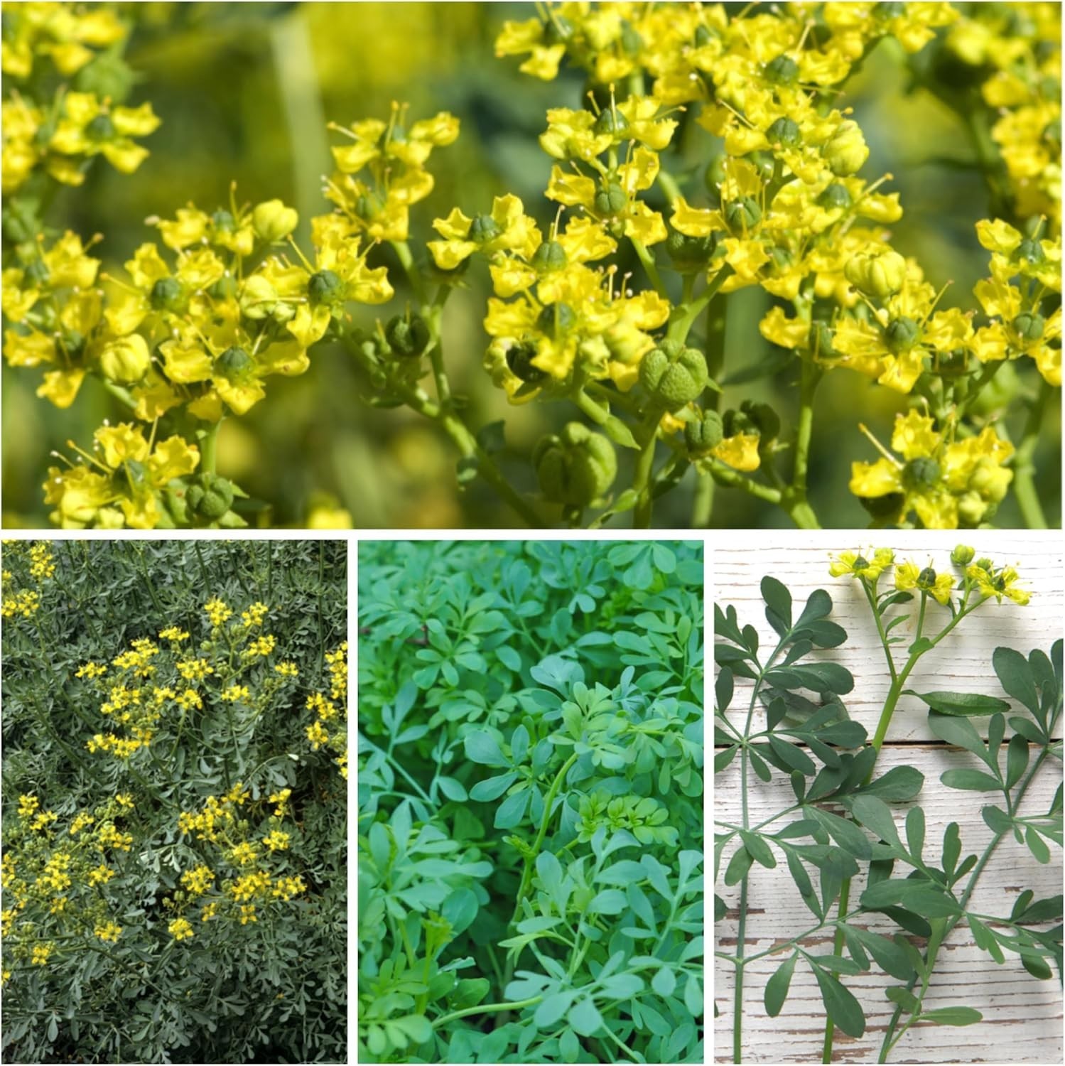 Rue Seeds for Planting – Non-GMO Heirloom & Untreated Perennial Herb Seed to …