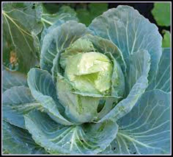 CABBAGE SEED, GOLDEN ACRE, HEIRLOOM, NON GMO, 500 SEEDS, CABAGE