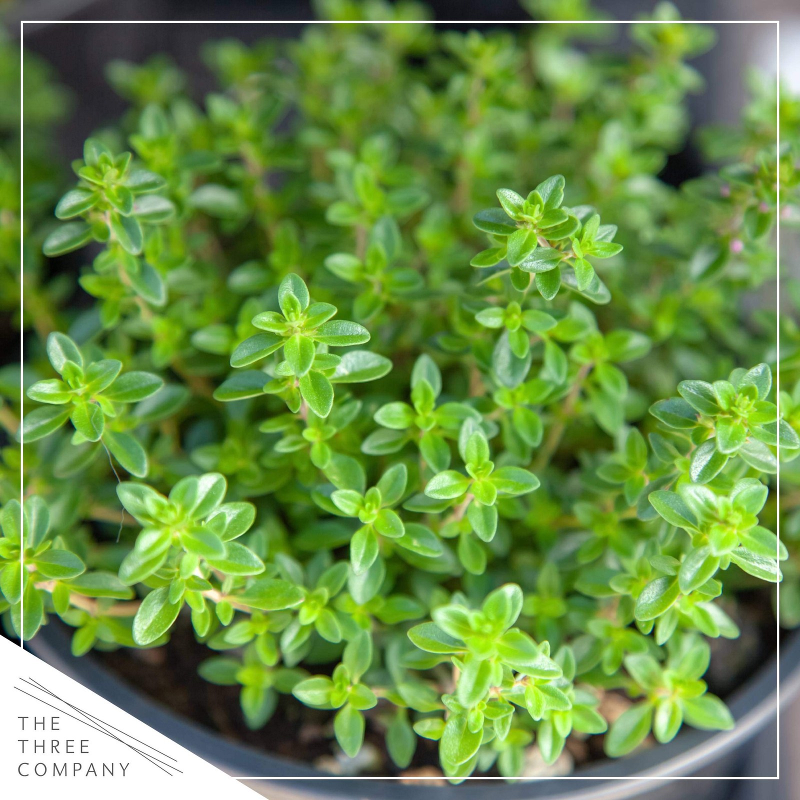 Live Aromatic and Edible Herb Assortment Lemon Verbena, Eucalyptus, Mint, Lem…