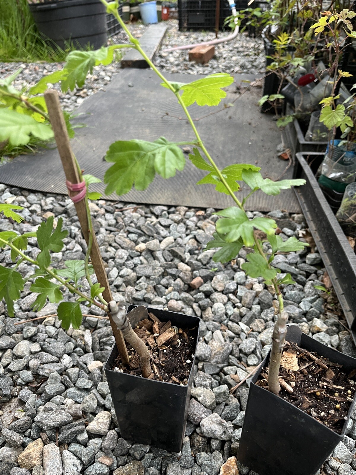 12-18” Tall Golden Girl black hawthorn (Crataegus sp.) 1 year old grafted plant
