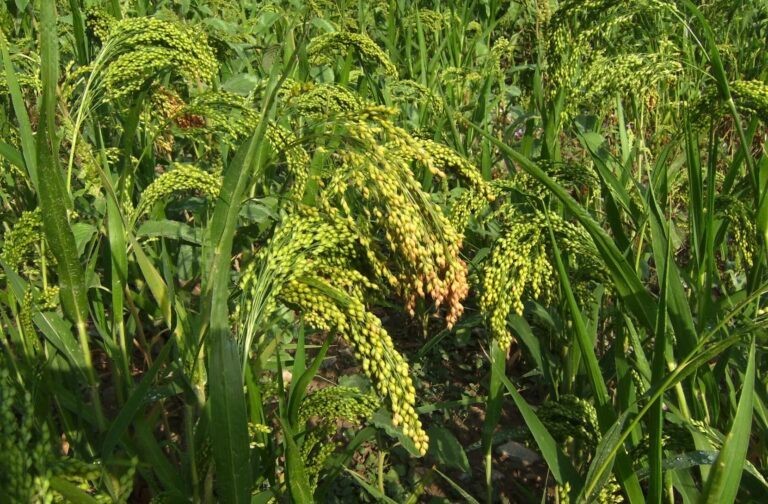 Sorghum Sudan 1,000 Seeds Fast Growing Food Plot Cover Crop for Upland Gamebirds