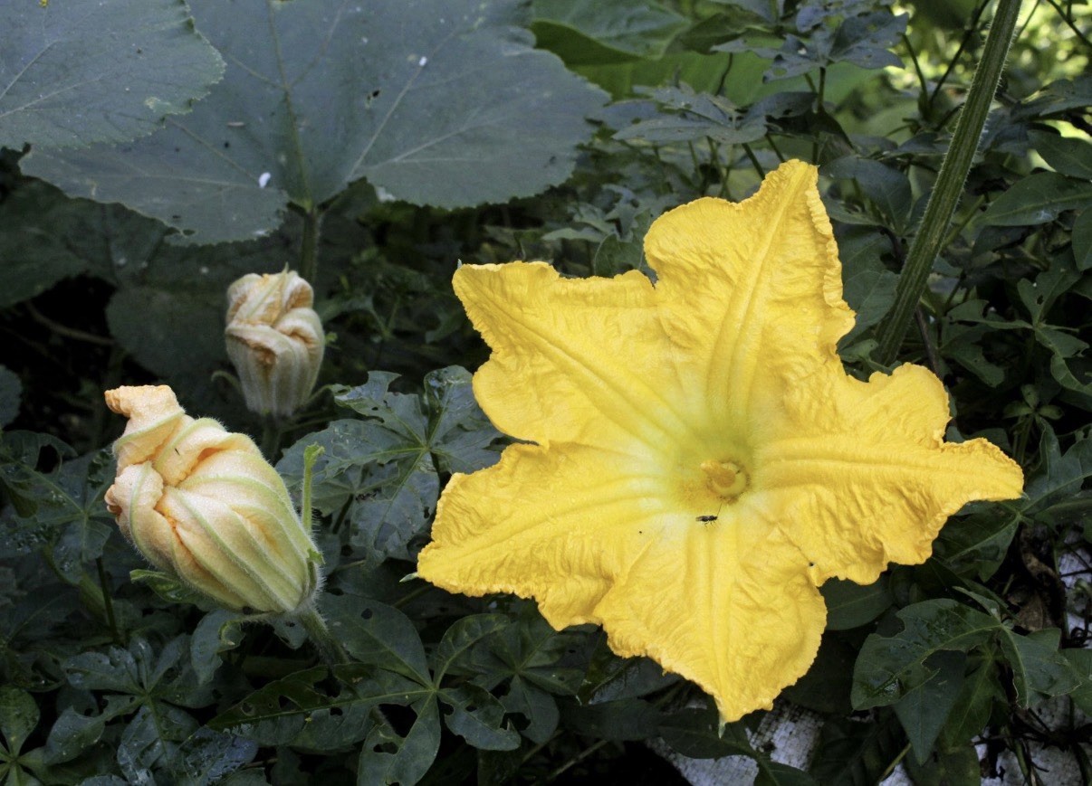 Stangar Fall Pumpkin Seeds NonGMO
