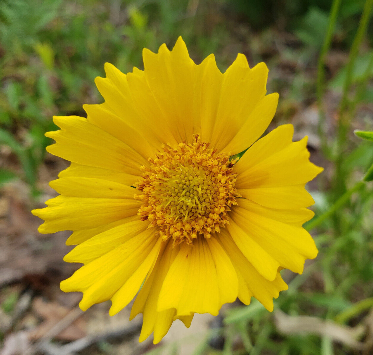 Lance Leaf Coreopsis | 25 Seeds | Coreopsis Lanceolata | Florida Native Eco-type
