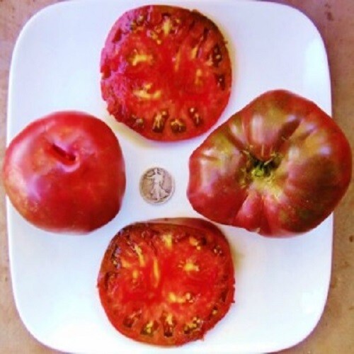 Black From Tula – Russian Beefsteak – 40 Seeds – Buy any 3 or more var, 20% off!