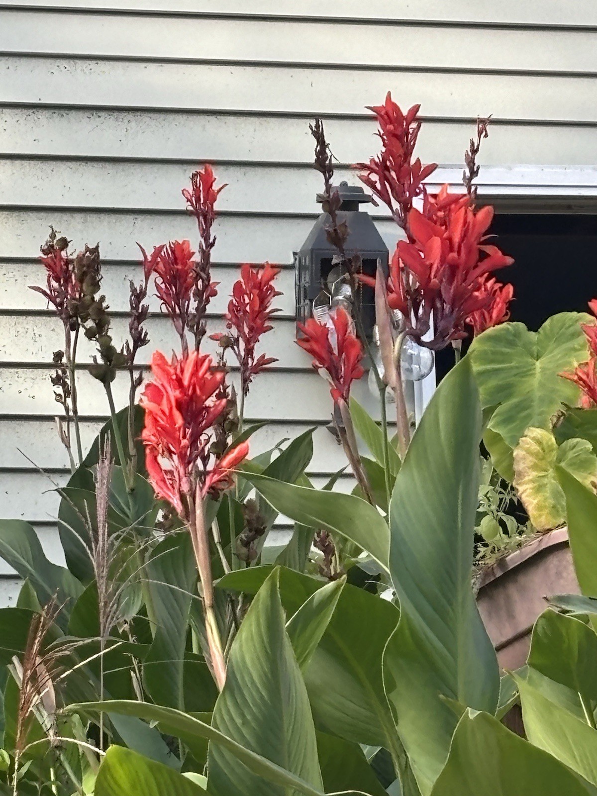 25 TALL RED Canna Indica Lily SEEDS – HUMMINGBIRDS ! ! FREE SHIPPING