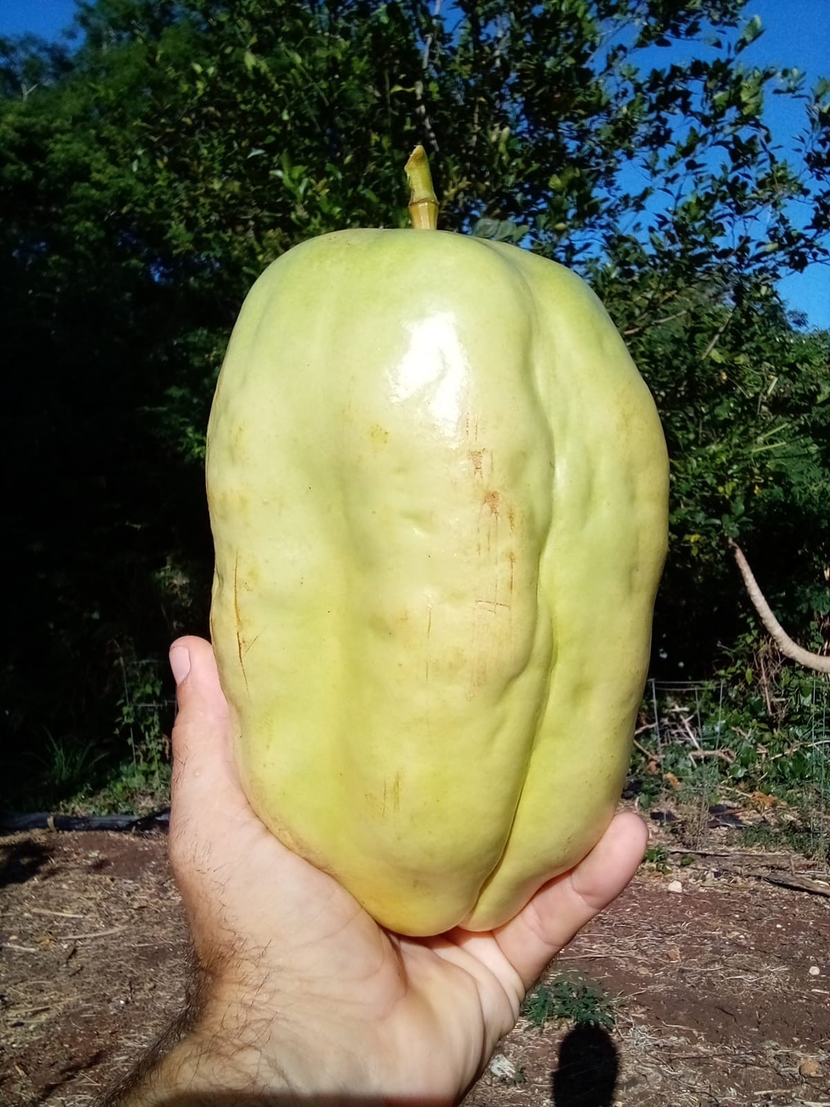 50 GIANT GRANADILLA SEEDS (Passiflora quadrangularis) Passionfruit Flower Plant