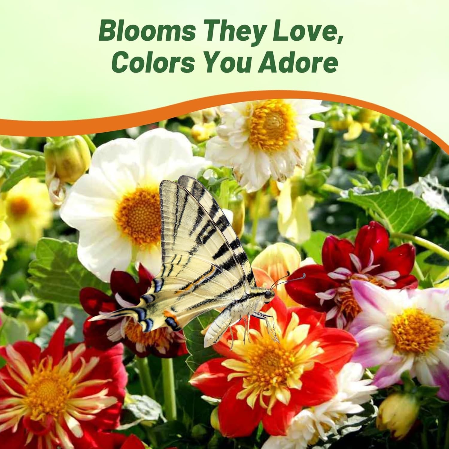 500 Seeds Dahlia Seeds – Dahlia Variabilis Dandy Mix Flower Seed