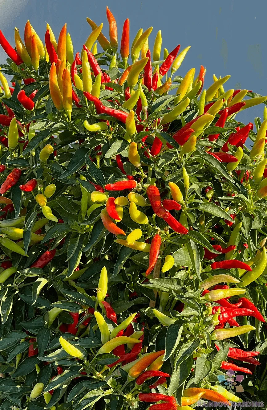 25+ Tabasco Hot Pepper Seeds for Garden Planting – USA – FREE SHIPPING!