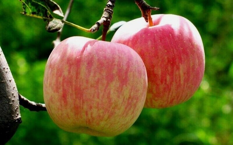 10 Organic Fuji Apple Seeds – Non GMO | Free Shipping | New 2024 -USA