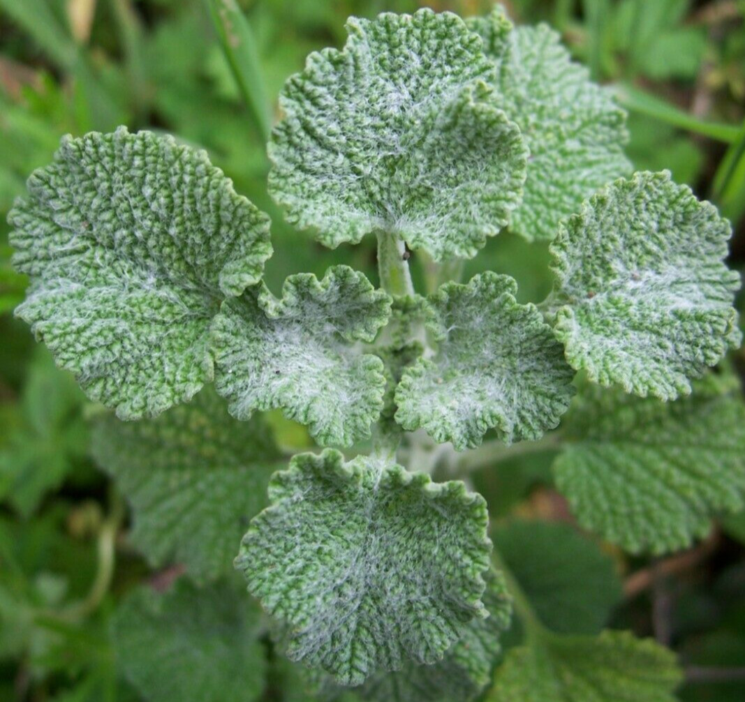 HOREHOUND SEEDS 200+ Perennial herb GARDEN MARRUBLUM VULGARE FREE SHIPPING