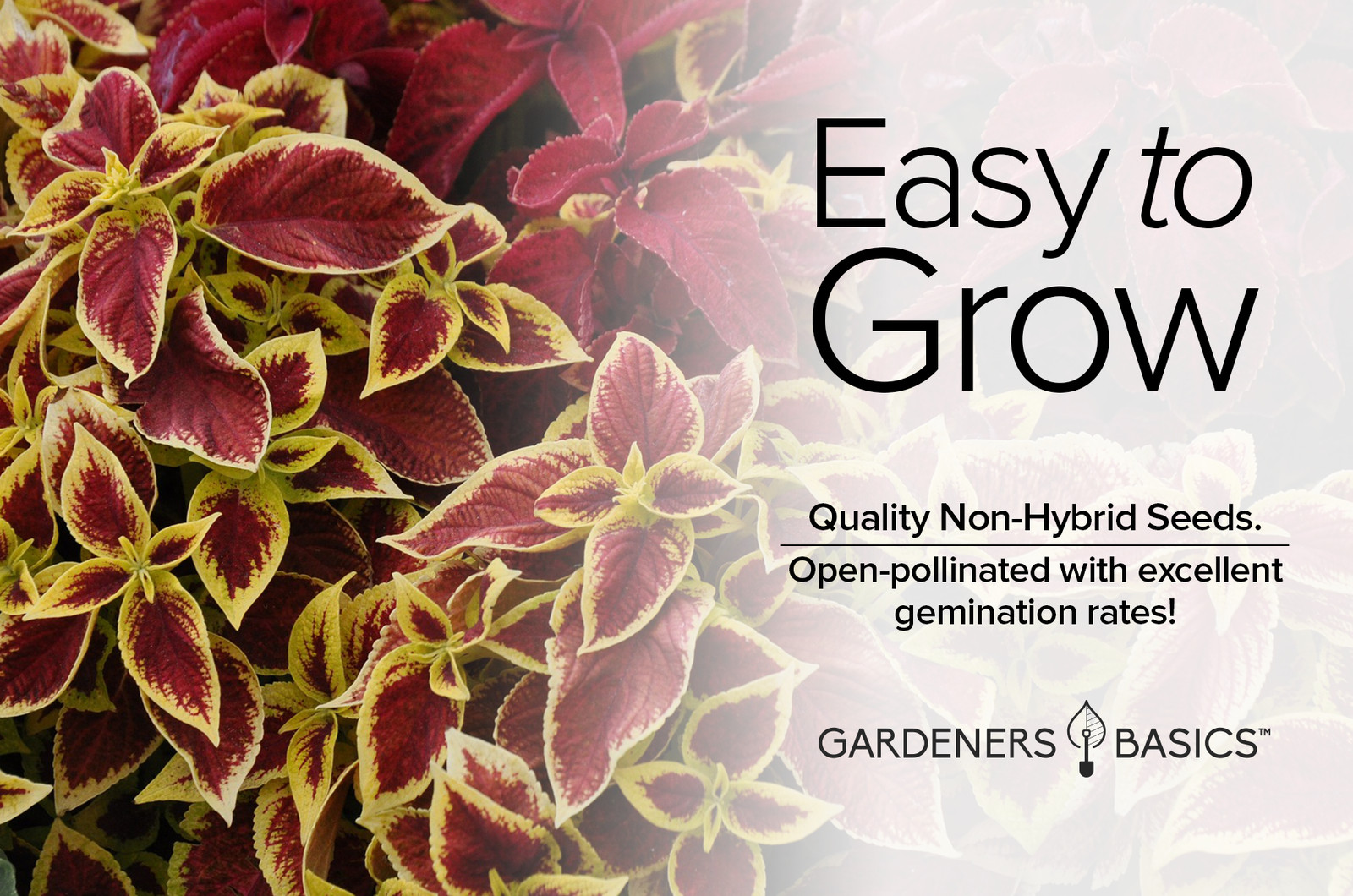 Rainbow Mix Coleus Seeds