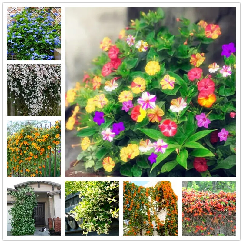 (10) JASMINE SEEDS rare exotic fragrant flower vine garden USA SELLER W/TRACK