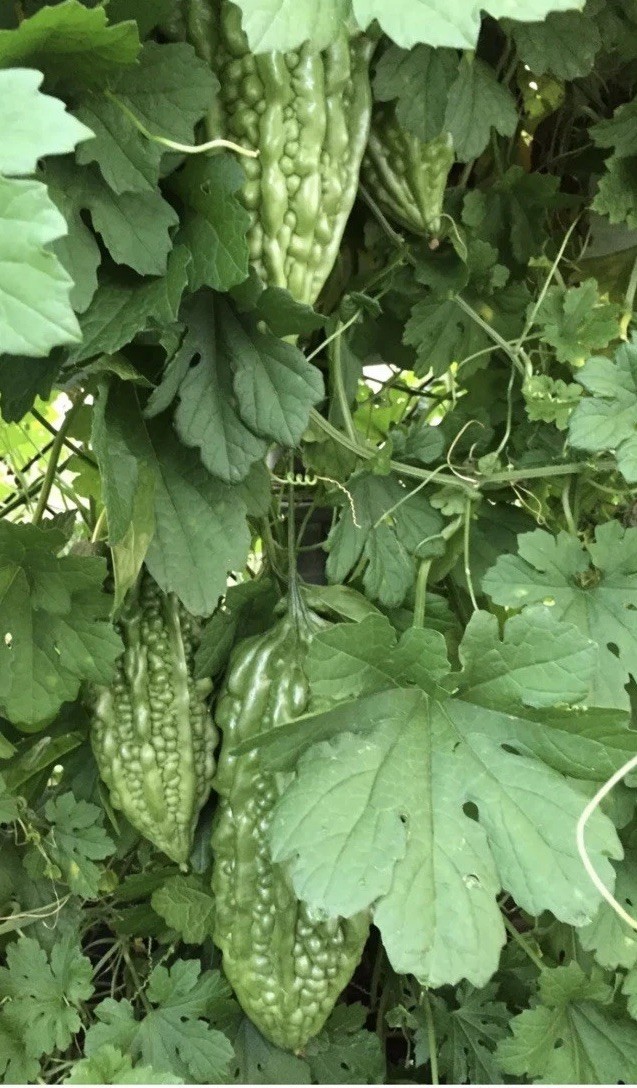 BitterMelon Plant With Pot 6” Bitter Gourd Ready To Plant