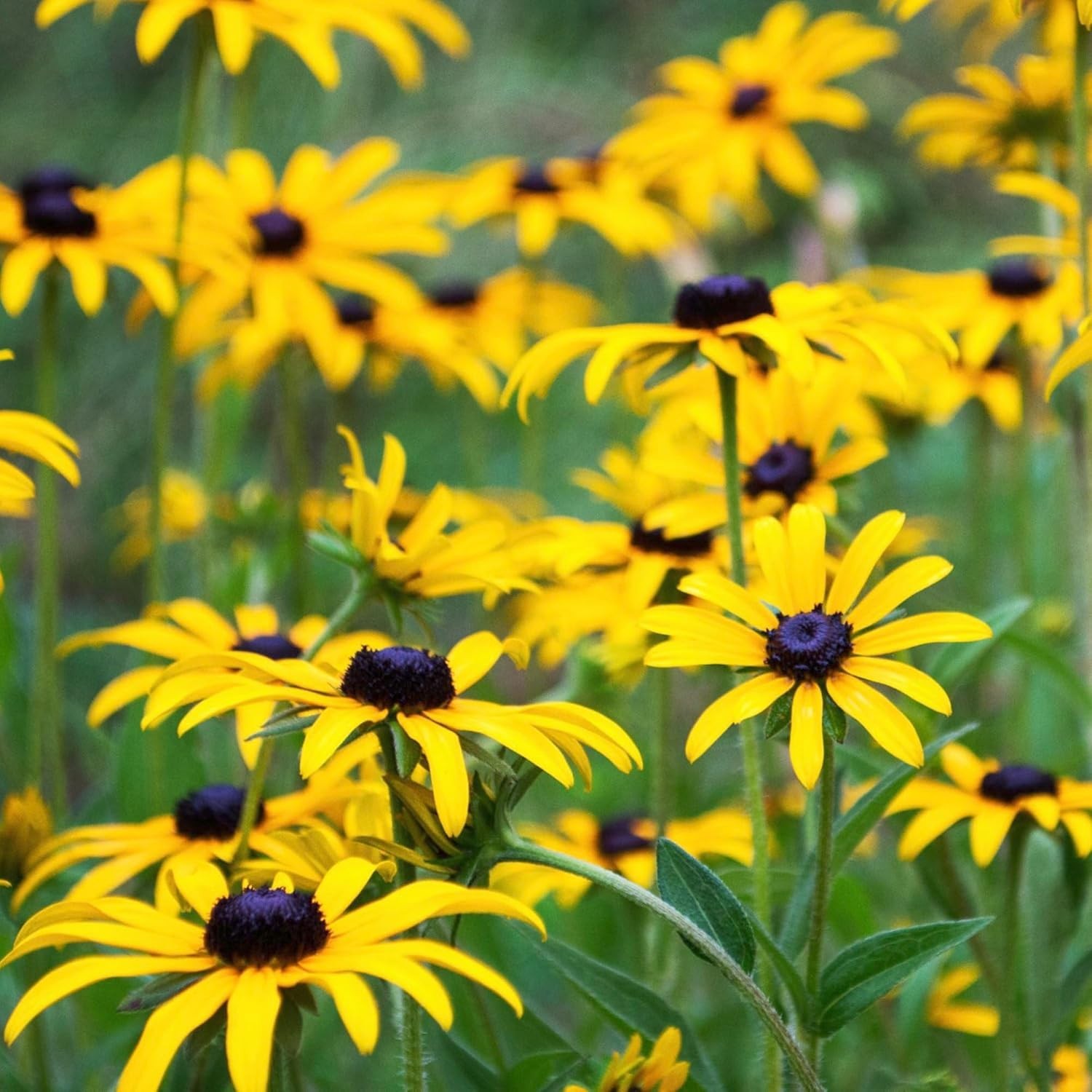 120,000+ Resealable Black Eyed Susan Seeds – Attracts Pollinators in Full Sun