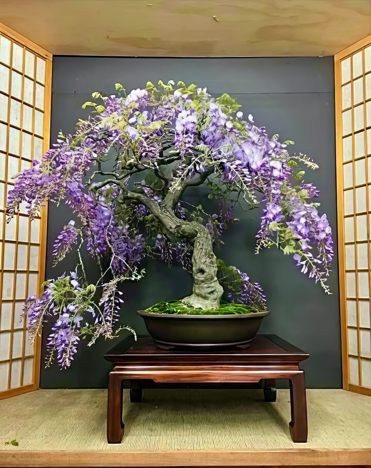 10 Chinese Blue Wisteria sinensis Tree Seeds Fast Flower Vine Hardy Bonsai Plant