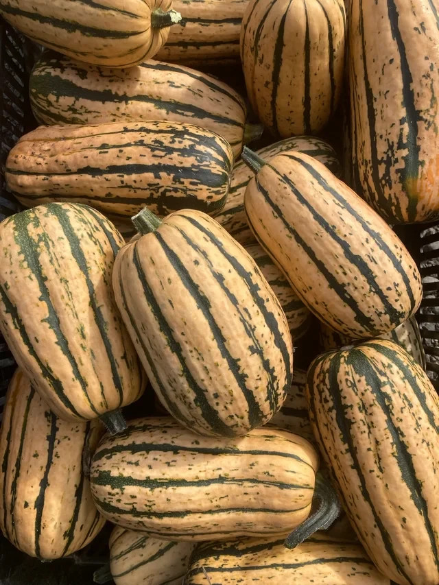 10 Honeyboat Delicata Squash Seeds. Organic. USA Seeds. Ships free
