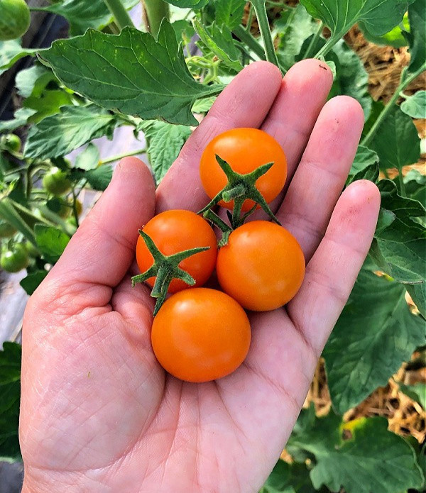 Lolli Bomb Orange Cherry Tomato Seeds (30) / Organic / Florida Grown / Rare