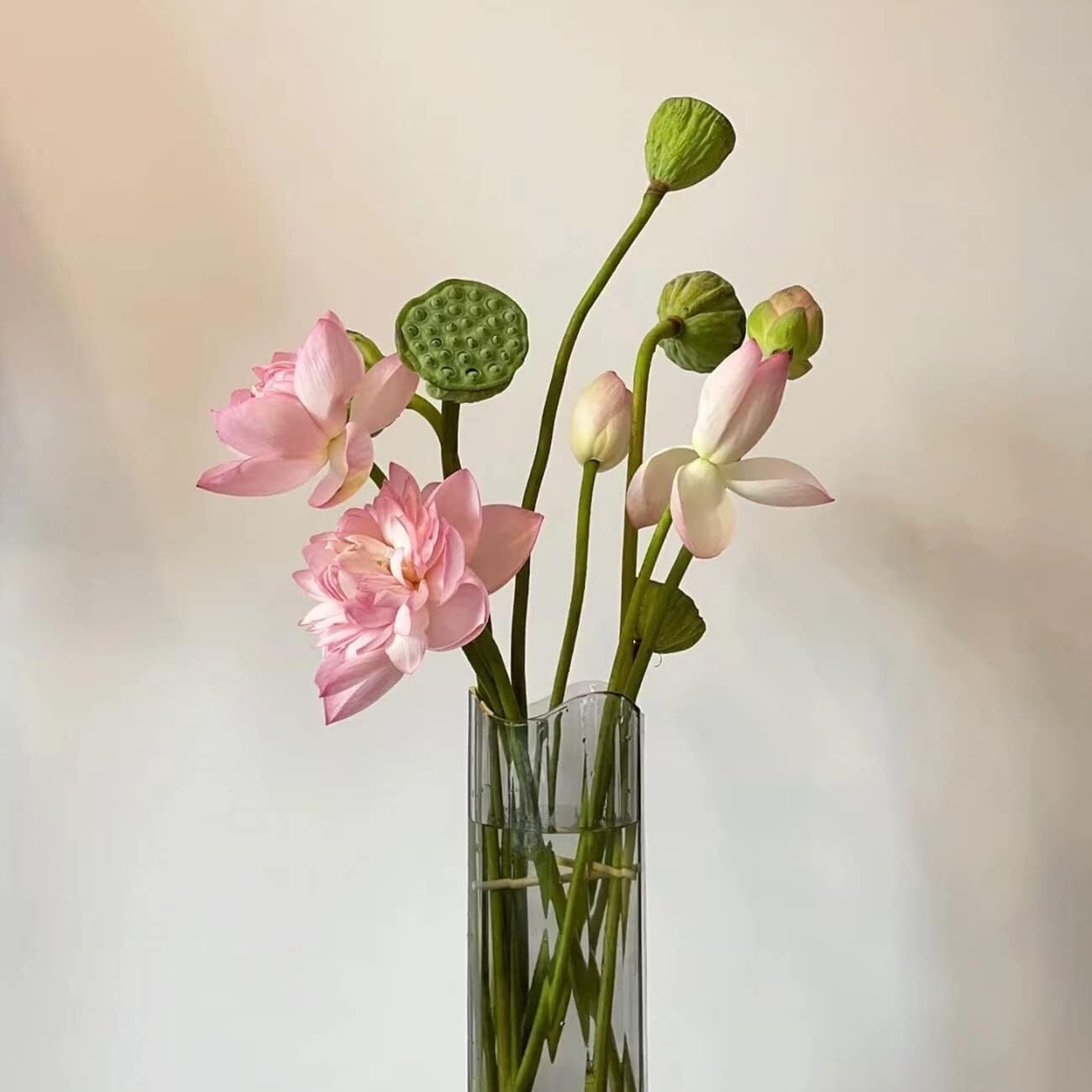 20 Bonsai Bowl Lotus Seeds (Mixed Color) – Water Lily Flower Plant – Precut Fin