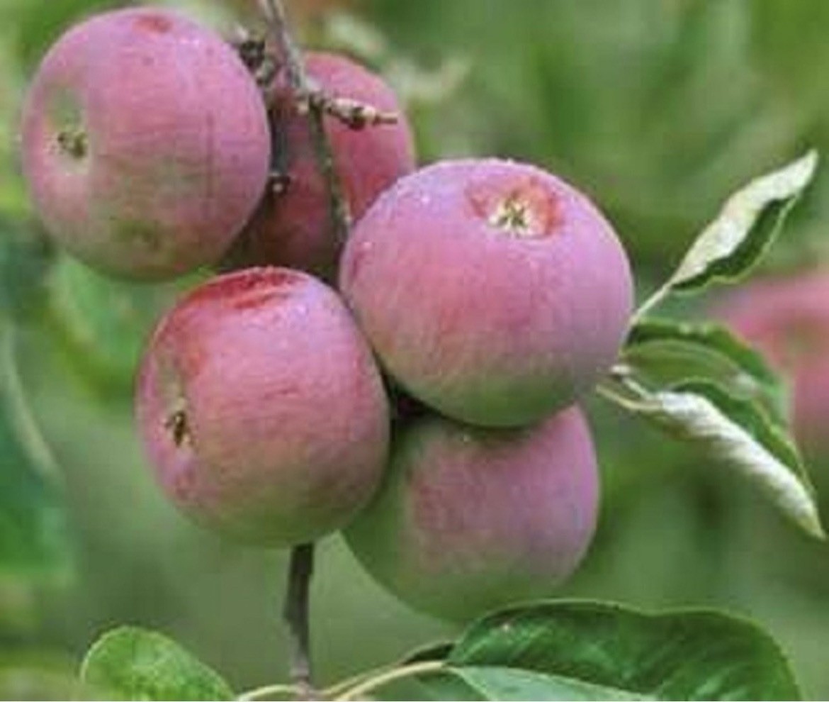 Cortlande Apple tree, grafted potted 1-2 feet tall