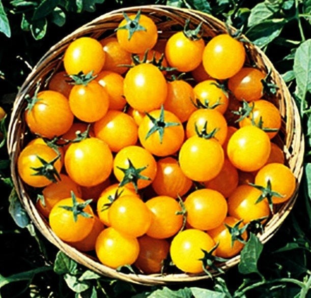 Gold Nugget Tomato Seeds Box Garden Seeds LLC Heirloom Cherry Open Pollinated