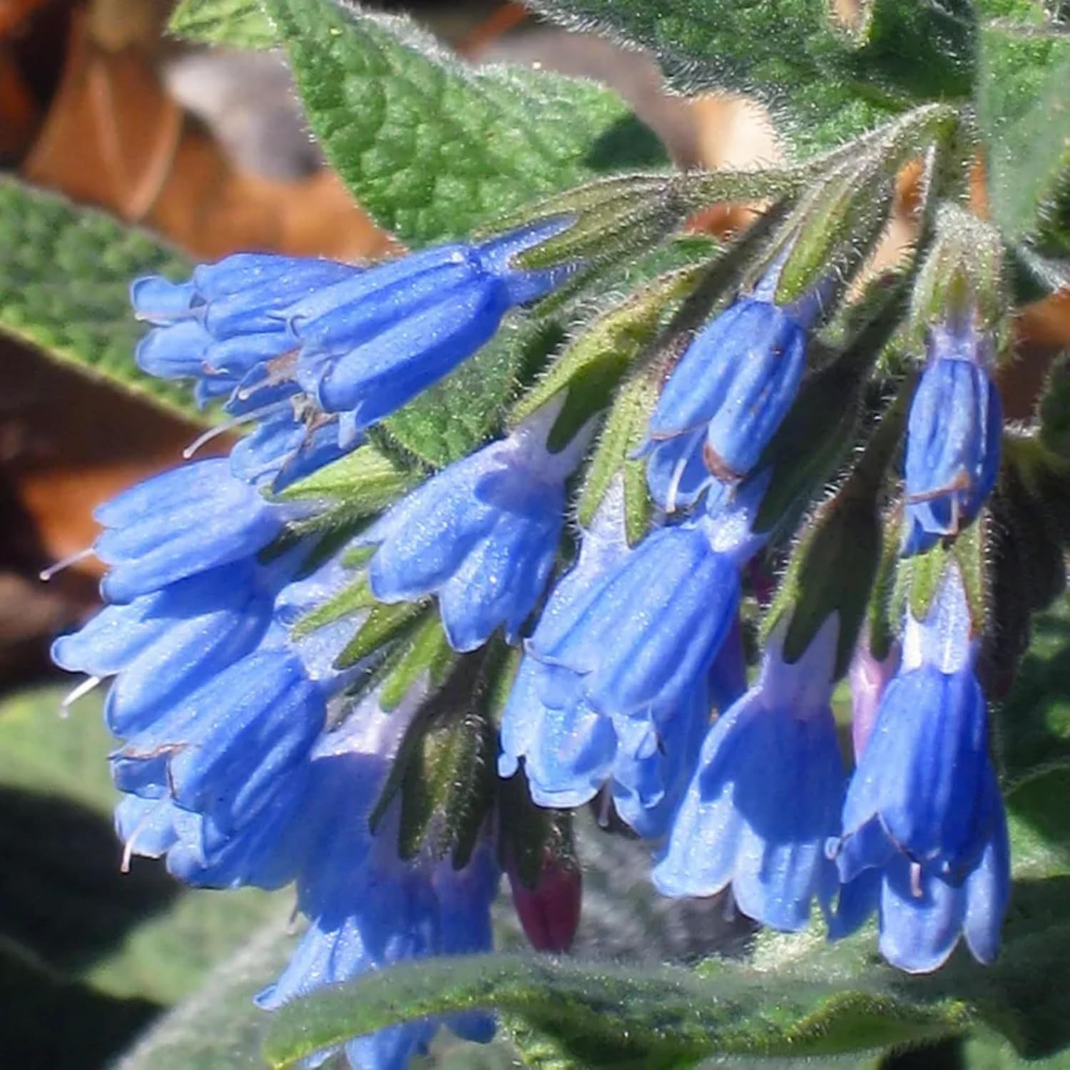 80 Symphytum Officinale Comfrey Seeds – Non-Gmo Heirloom Fresh Garden Seeds
