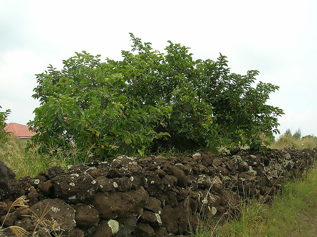 Japanese Persimmon, Diospyros kaki, Tree Seeds