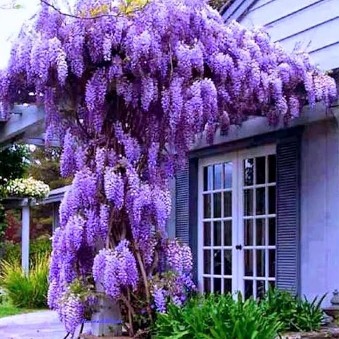Wisteria Seeds 5 seeds