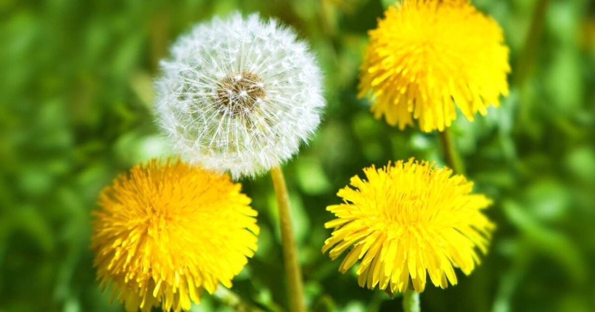 500+ common Dandelion seeds