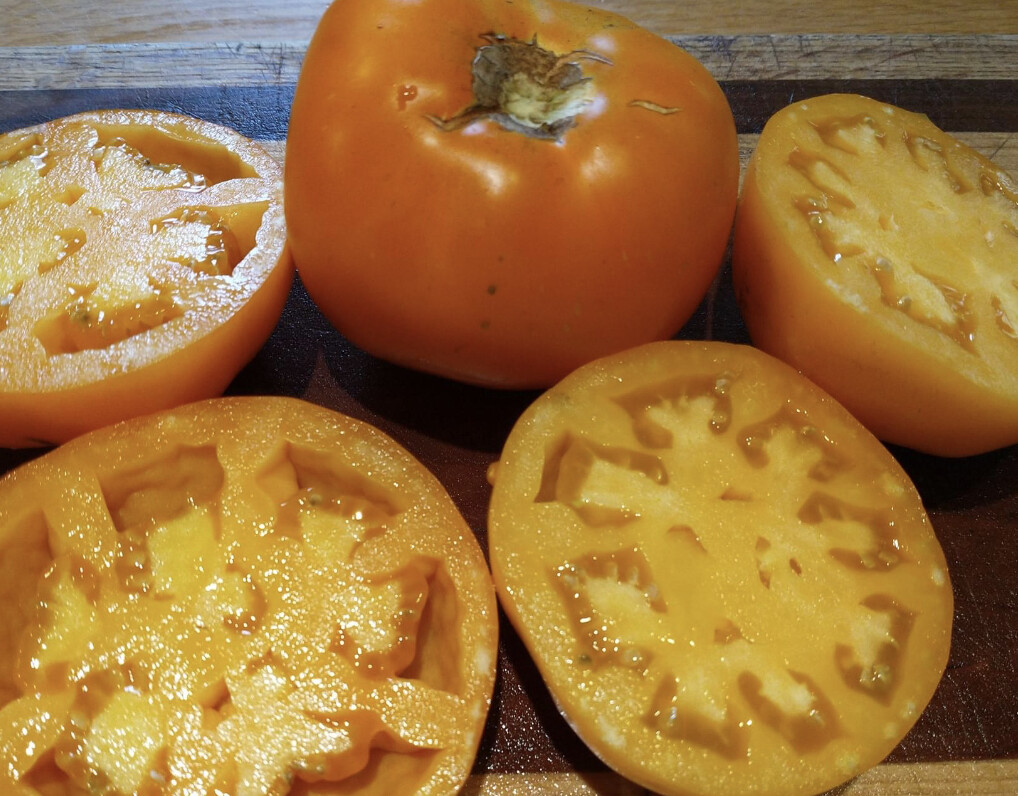 Amish Gold Tomato Seeds | Organic | Rare