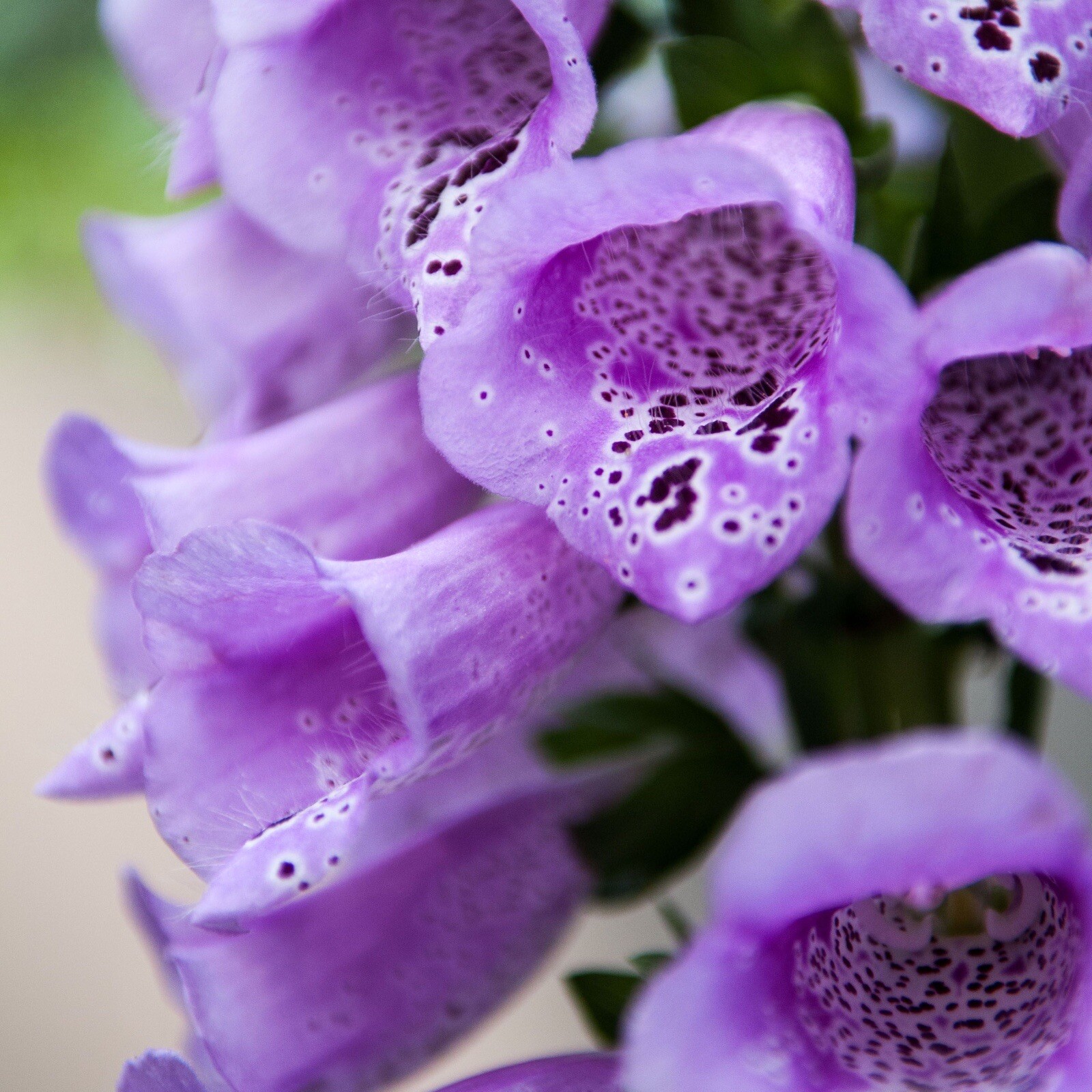 120,000 Foxglove seeds Pink Purple White Organic Tall Flower Spike Mix Bulk