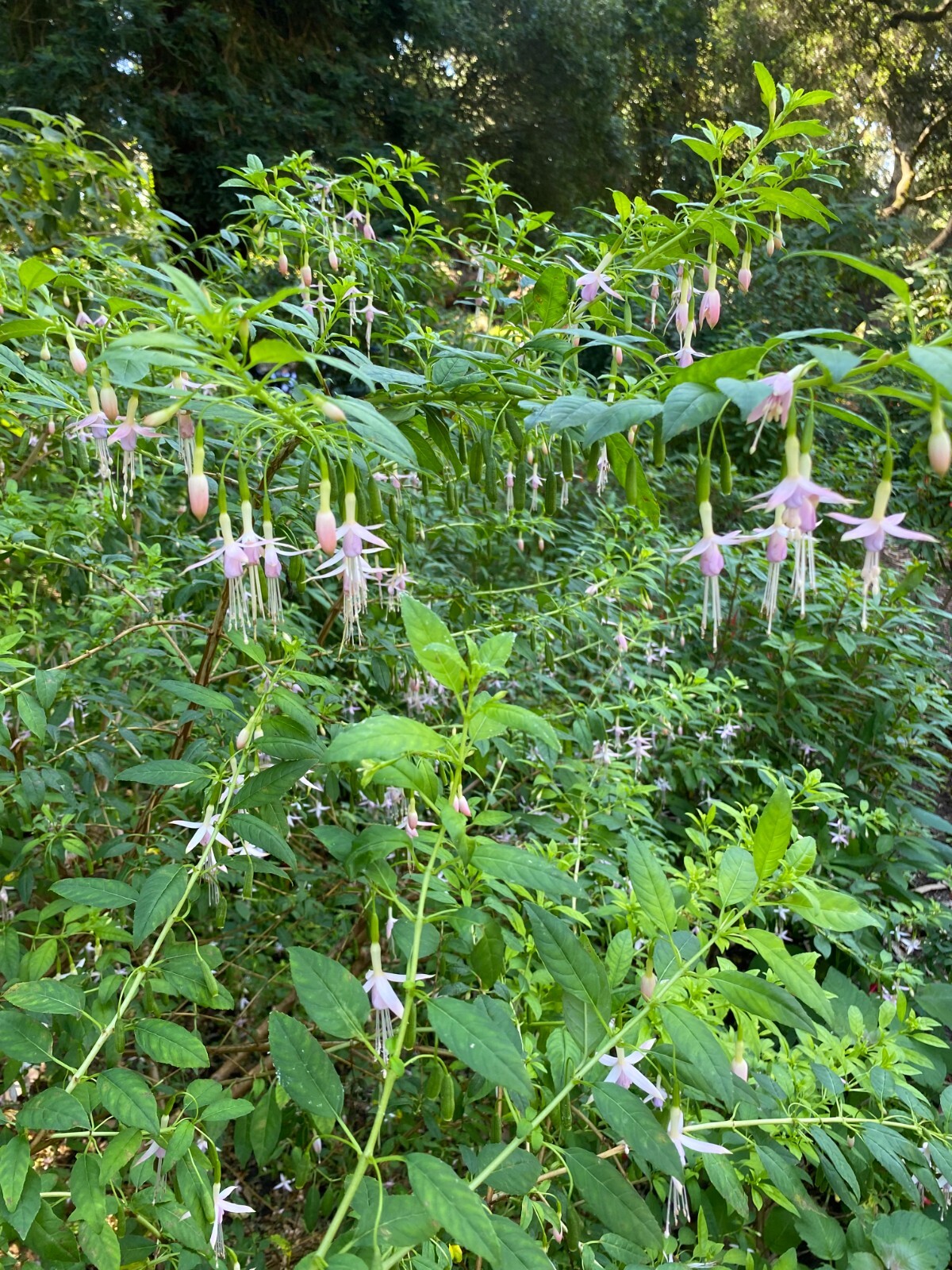 Fuchsia magellanica v. molinae | Maidens Blush | 50 seeds