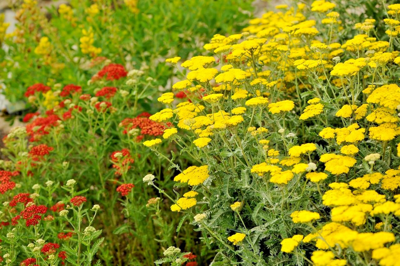 501+GOLD YELLOW YARROW Seeds Milfoil Wildflower Medicinal Herb Perennial Easy