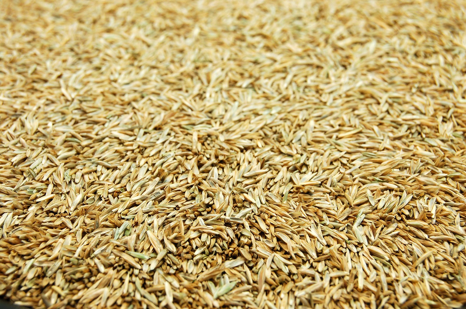 ProTurf Perennial Ryegrass Fine Lawn Seed by Eretz 1lb Choose Size Premium W…