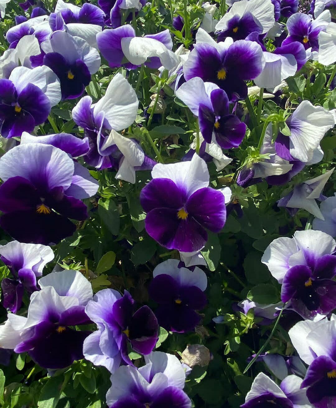 50- Pansy- Beaconsfield Seeds, Viola Flower Seeds