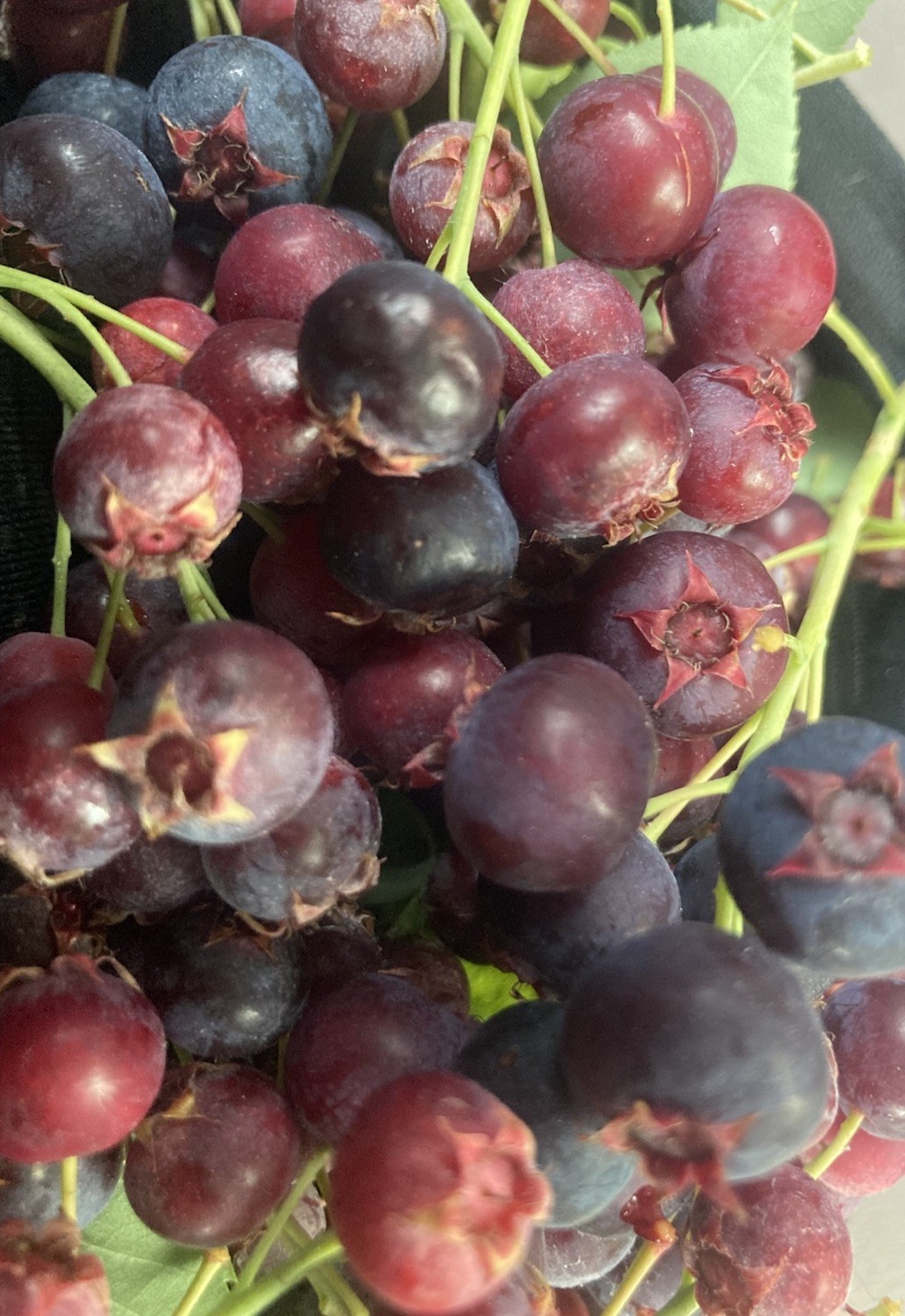 20 SASKATOON SERVICEBERRY Juneberry Amelanchier Alnifolia Purple Fruit Seeds