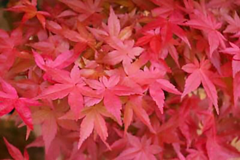 Red Japanese Maple Acer palmatum atropurpureum, Tree Seeds
