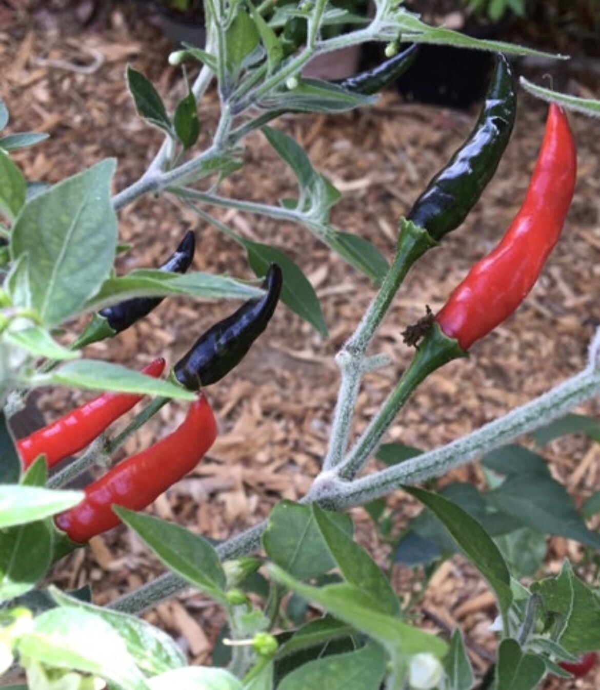 Super Hot Black Cobra Chili Pepper – 25 Seeds 2024 – USA