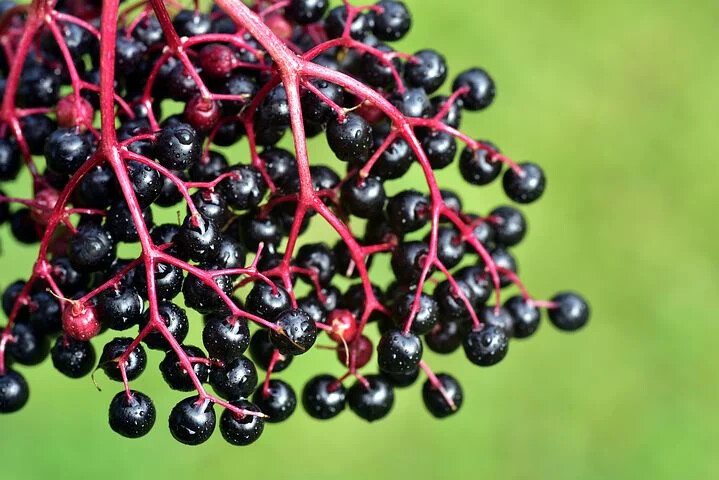 BLACK ELDERBERRY bush seeds Collected Illinois, cleaned floated 125+ seeds 2022