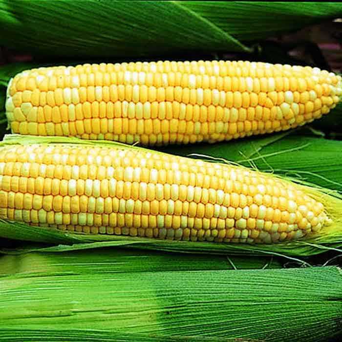 Ambrosia F1 Hybrid Corn Seeds | Bicolor Sweet | Non-GMO | Free Shipping | 1109